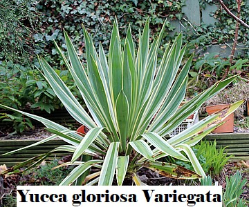 Yucca gloriosa Variegata