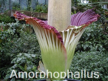 Amorphophallus