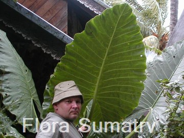 Flora Sumatry