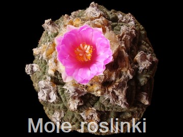 Moje rolinki