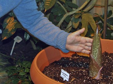 A. titanum w Ogrodzie Botanicznym 2007/2008