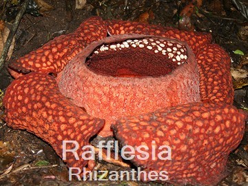 Rafflesia & Rhizanthes