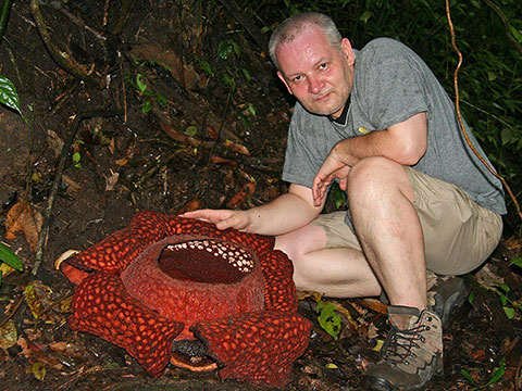 Rafflesia arnoldii