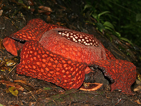 Rafflesia arnoldii