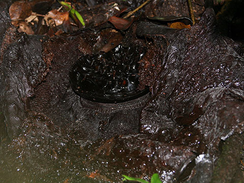 Rafflesia arnoldii