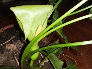 Arum italicum