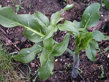 Dracunculus vulgaris