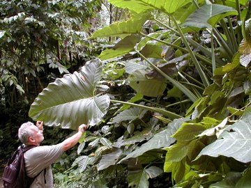 Colocasia esculenta