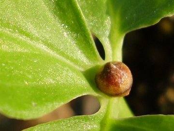 Pinellia ternata