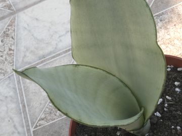 Sansevieria 'MoonShine'