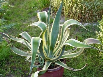 Agave americana v. variegata ( marginata )