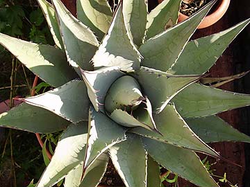 Agave