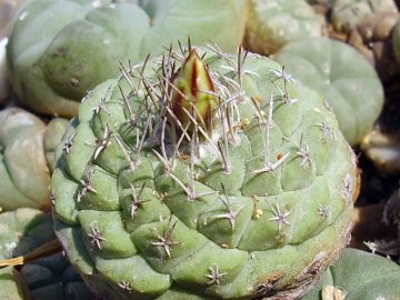 Strombocactus disciformis