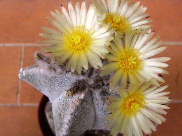 Astrophytum myriostigma v. tulense