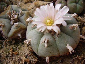 Lophophora williamsii