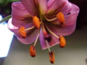 Lilium martagon