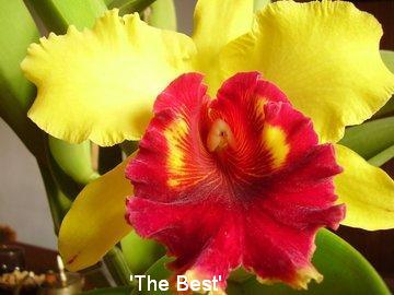 Cattleya 'The Best'