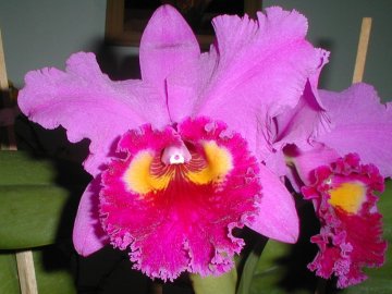 Cattleya