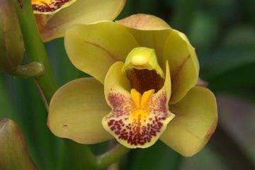 Cymbidium