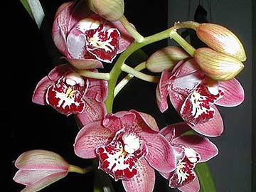 Orchidacea (storczyki)