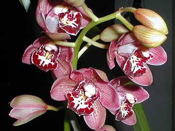 Cymbidium