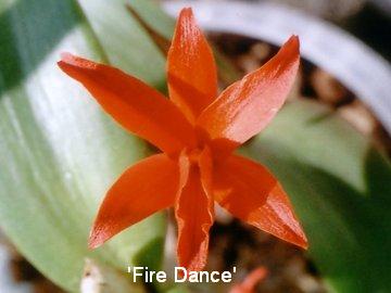 Cattleya 'Fire Bird'