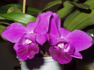 Cattleya