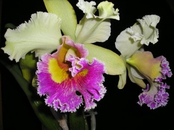 Cattleya