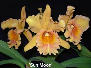 Cattleya 'Sun Moon'