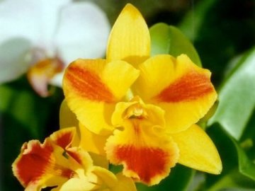 Cattleya