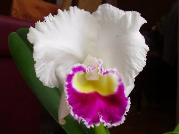 Cattleya