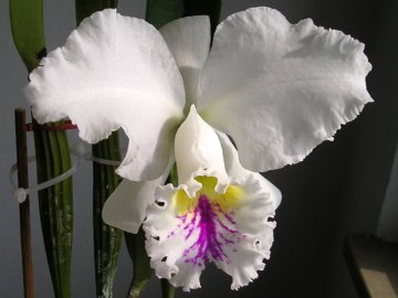 Cattleya