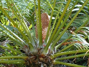 Cycas litoralis